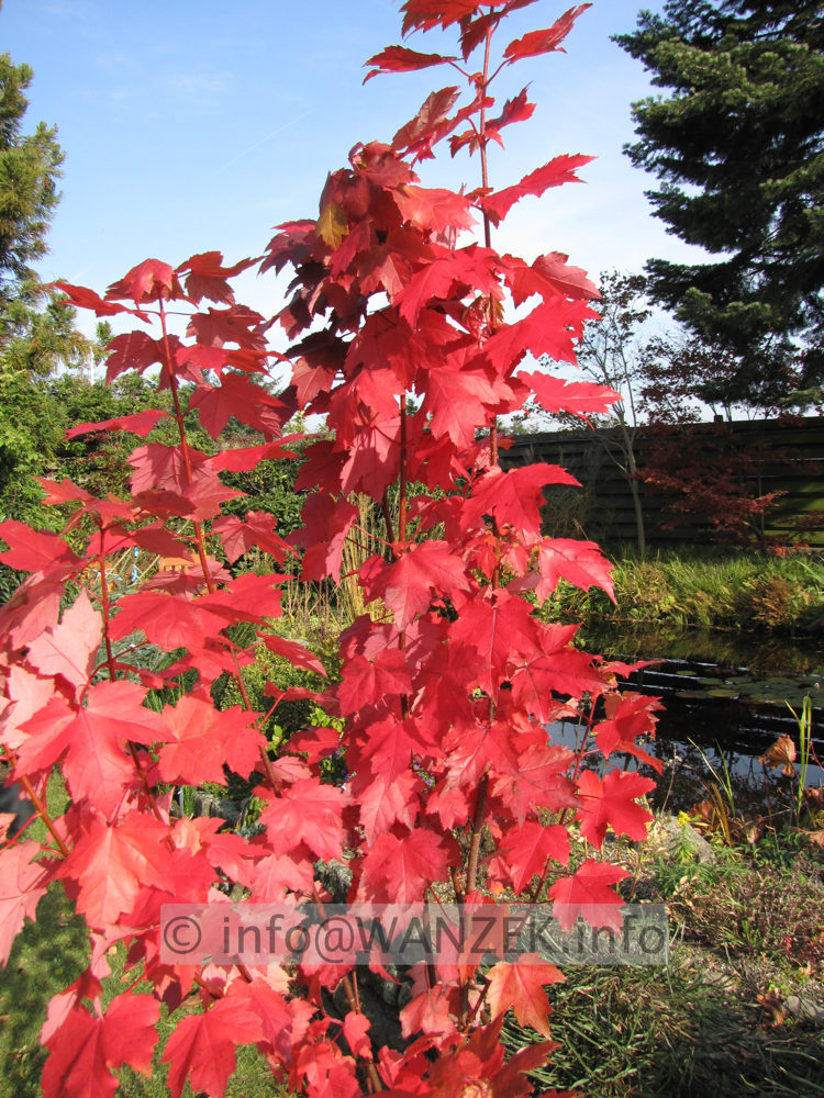 Acer rubrum (Sorten) Herbstfaerbung1.JPG